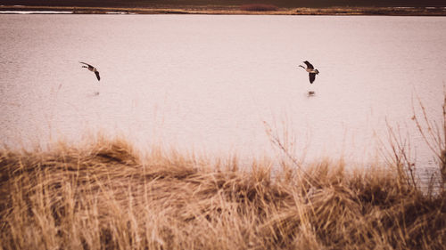 View of birds flying over land