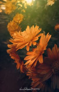 Close-up of orange flowering plant