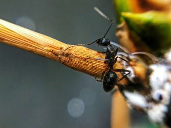 Close-up of dragonfly on stem