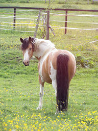 horse