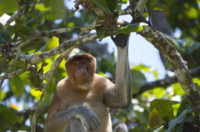 Proboscis monkey waiting on the tree