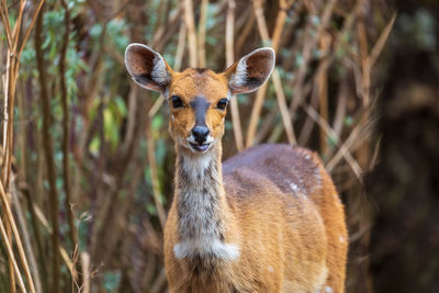 Close-up of deer