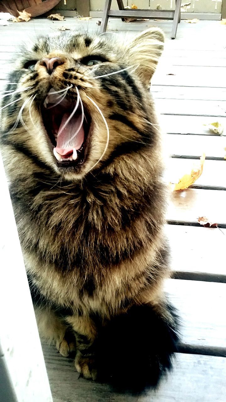 CLOSE-UP OF CAT YAWNING ON ROAD