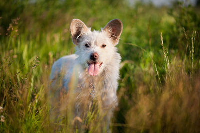 Portrait of dog on field