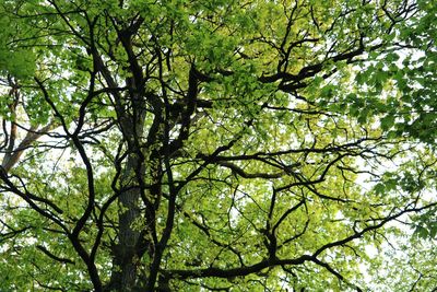 Low angle view of tree in forest