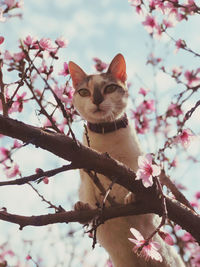 Low angle view of cat on branch