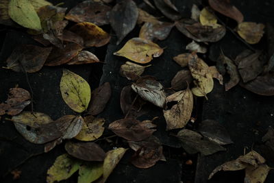 Close-up of dry leaves fallen on field