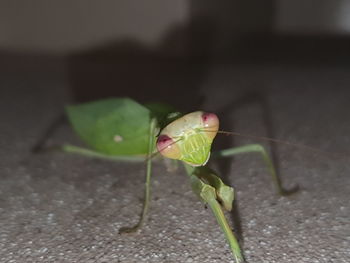 Close-up of insect on leaf