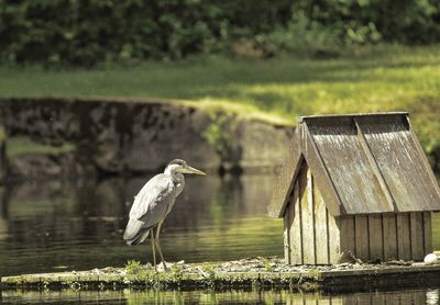 High angle view of gray heron perching on wooden post in lake