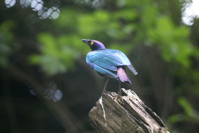 Close-up of bird perching on a tree