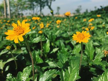 Close-up of yellow flowers blooming on field