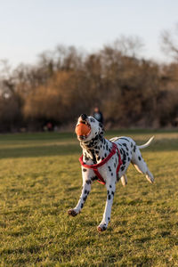 Dog standing on field