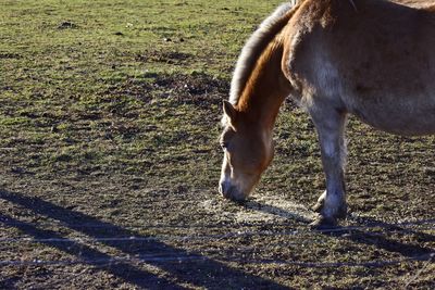 Horse grazing on field during sunny day