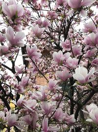 Close-up of white flowers blooming on tree