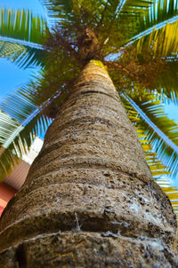 Low angle view of coconut palm tree in forest