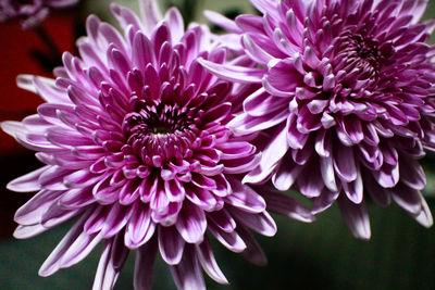 Close-up of purple dahlia blooming outdoors