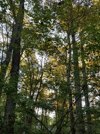 Low angle view of trees in forest