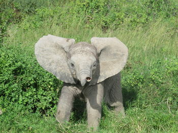 Portrait of elephant on field