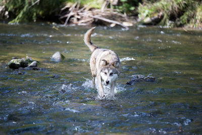 Close-up of dog in water