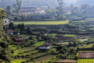 Scenic view of agricultural field