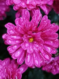 Close-up of wet pink flower