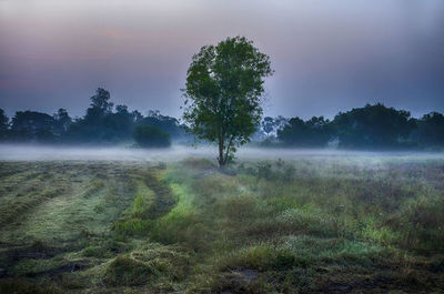 Trees on field against sky