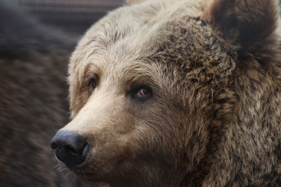 Close-up portrait of a bear