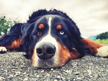 Close-up portrait of dog lying down against sky