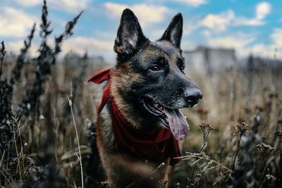 Close-up of a dog looking away