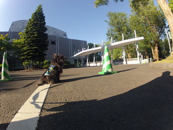 Dog by trees against sky