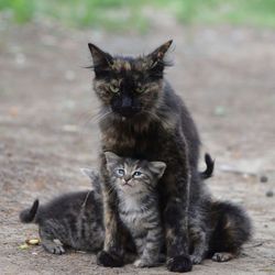 Portrait of cat and kitten sitting on street