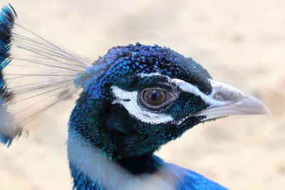 Close-up of a peacock