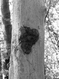 Close-up of tree trunk