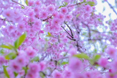 Close-up of pink flowers blooming on tree