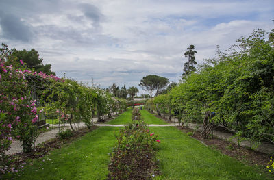 View of flowering plants in garden against cloudy sky