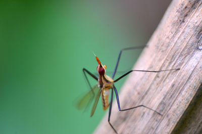 Close-up of insect on wood