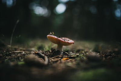 Close-up of fly agaric mushroom