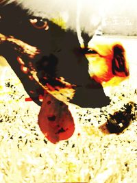 Close-up of yellow flowers