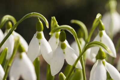 Close-up of white flowering plant