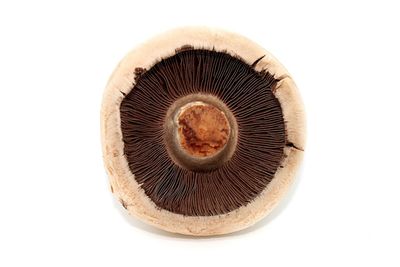 Close-up of mushroom against white background