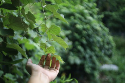 Close-up of hand holding leaves