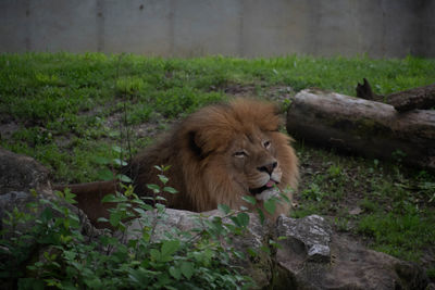 Lion relaxing on field