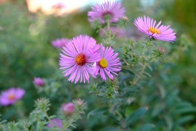 Close-up of pink flowers