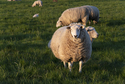 Sheep with their lambs on a beautiful spring day in the pasture in bünde, east westphalia.