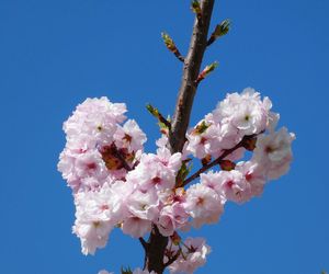 Low angle view of cherry blossoms against clear sky