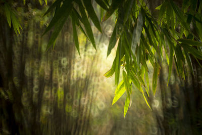 Close-up of fresh green leaves in forest