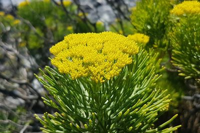 Close-up of yellow flowers