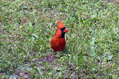 View of a bird on field