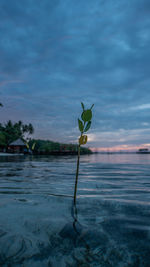 Plant growing in water against sky at dusk