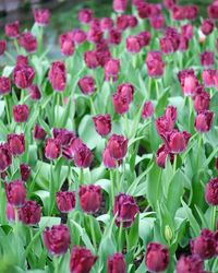 Full frame shot of flowering plants